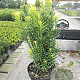 Cephalotaxus h. 'Fastigiata' 30-40 cm 3,0L