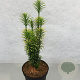 Cephalotaxus h. 'Korean Gold' 30-40 cm 3,0L
