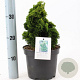 Chamaecyparis o. 'Aurora' 20-25 cm 3,0L