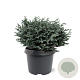 Chamaecyparis p. 'Blue Moon' 20-25 cm 3,0L