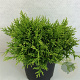 Chamaecyparis p. 'Filip's Hap. Day' 25-30 cm 3,0L