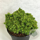 Cryptomeria j. 'Tenzan' 15-20 cm 3,0L