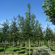 Fraxinus ang. 'Raywood' 8-10 HO draadkluit