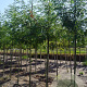 Gleditsia triac. 'Draves' 10-12 HO draadkluit