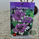 Hydrangea asp. 'Macrophylla' 40-45 cm 2,5L