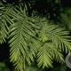 Metasequoia glyptostroboides 12-14 HO container