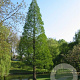 Metasequoia glyptostroboides 12-14 HO container