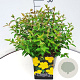 Hypericum 'Hidcote' 30 cm 10L
