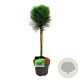 Pinus nigra Summer Breeze 40 cm stam 5,0L