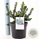 Ilex crenata 'Dwarf Pagoda' 15-20 cm 2,0L