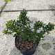 Ilex meserv. 'Horstmann Mini' 15-20 cm 2,0L