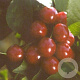 Prunus a. 'Hedelf. Riesenkirsche' halfstam 7,5L