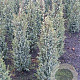 Juniperus comm. 'Hibernica' 60-80 cm met kluit