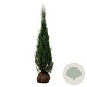 Juniperus s. 'Blue Arrow' 175-200 cm met kluit extra