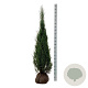 Juniperus s. 'Blue Arrow' 175-200 cm met kluit extra