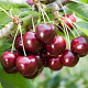 Prunus a. 'Lapins' halfstam 7,5L