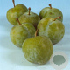 Prunus d. 'Reine Claude Verte' halfstam 7,5L