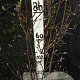 Magnolia l. 'Nigra' 80-100 cm met kluit met knop