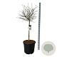 Magnolia stellata 90 cm stam cont. 55L extra