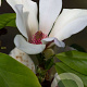 Magnolia 'Sunrise' 100-125 cm 40L meerstammig