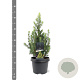 Picea gl. 'Daisy's White' 30-40 cm 3,0L