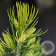 Picea gl. 'Daisy's White' 30-40 cm 3,0L