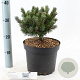 Pinus mugo 'March' 25-30 cm 5,0L