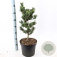 Pinus parv. 'Bergman' 40-50 cm 7,5L