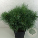 Pinus strobus 'Radiata' 40-50 cm 10L