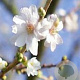 Prunus subh. 'Autumnalis' 12-14 HO container