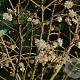 Prunus subh. 'Autumnalis Rosea' 12-14 HO container