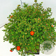 Potentilla f. 'Red Ace' 40-60 cm 10L