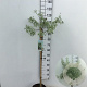 Pyrus salicifolia 'Pendula' 90 cm stam 7,5L