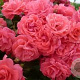 Rosa (P) Bad Birnbach GM C1.5 eigen wortel