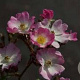 Rosa (H) 'Ballerina' GM C1.5 eigen wortel