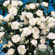 Rosa (H) Crystal Fairy GM C1.5 eigen wortel