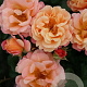 Rosa (H) Cubana GM C1.5 eigen wortel