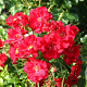 Rosa (H) Matador GM C1.5 eigen wortel