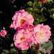 Rosa (H) Mirato GM C1.5 eigen wortel