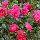 Rosa (H) 'Noatraum' GM C1.5 eigen wortel