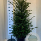 Taxus baccata 125 cm 15L