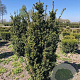 Taxus media 'Hicksii' 120-140 cm met kluit