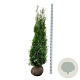 Thuja pl. 'Atrovirens' 160-180 cm met kluit