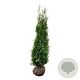 Thuja pl. 'Atrovirens' 160-180 cm met kluit