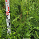 Thuja pl. 'Excelsa' 120-140 cm met kluit