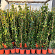 Trachelospermum jasminoides 100-120 cm 2,5L Gestokt