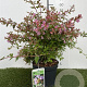 Abelia 'Edward Goucher' 25-30 cm 3,0L