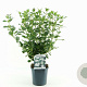 Viburnum tinus 25-30 cm 2,0L
