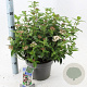 Viburnum tin. 'Eve Price' 35-45 cm 5,0L