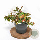 Abelia grandiflora 25-30 cm 3,0L